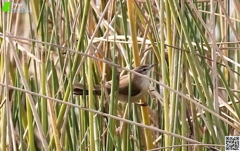 Paddy-field Warbler